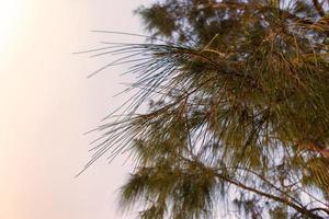 los árboles son hojas en ciernes con destello de lente foto