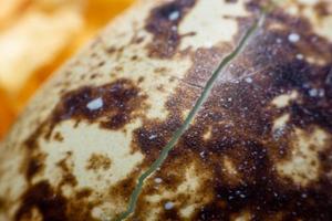 Close Up The egg of quail photo