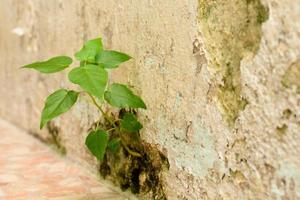 The tree was born at the cement wall. photo