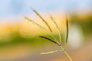 Grass flowers in the backyard in summer photo