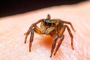 Close up jumping spiders on the hand photo