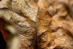 Close Up The edges of dried leaves photo
