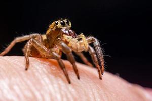 Close up jumping spiders on the hand