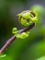 Close up the spiral of leaves photo