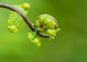 cerrar la espiral de hojas foto