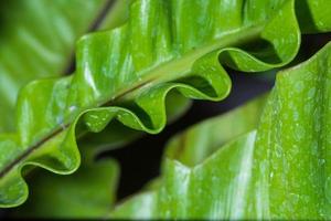 Pattern of leaf edges photo