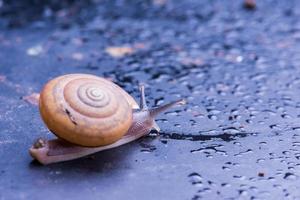 Close up snail on the table photo