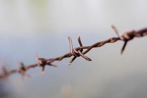 close up old barbed wire fence and ant photo