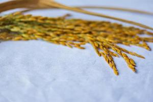 The rice seed placed on the white cloth. photo