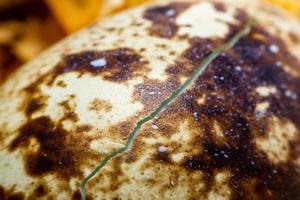 Close Up The egg of quail photo