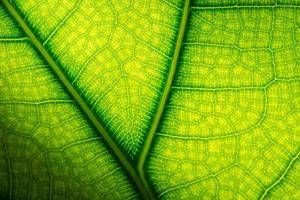 Leaves of time exposed to light photo