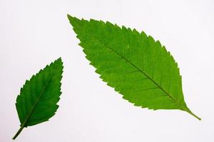 Green leaves on a white backdrop with clipping path photo