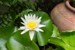 Close up  The white lotus bloom in the morning. photo
