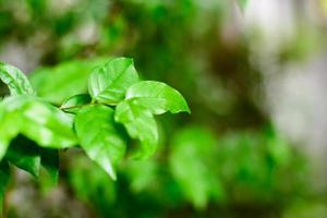 Close up Green leaves in the garden photo