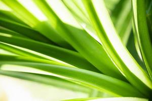 Close up of nature view green leaf with rain drop on blurred greenery background under sunlight with bokeh and copy space using as background natural plants landscape, ecology wallpaper concept. photo