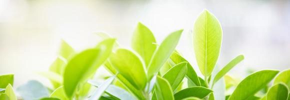 Close up of nature view green leaf on blurred greenery background under sunlight with bokeh and copy space using as background natural plants landscape, ecology cover concept. photo