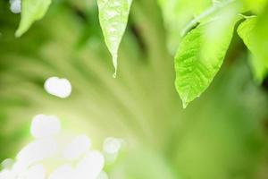 Close up of nature view green leaf with rain drop on blurred greenery background under sunlight with bokeh and copy space using as background natural plants landscape, ecology wallpaper concept. photo