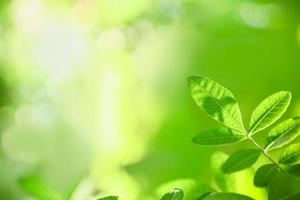 Close up of nature view green leaf with rain drop on blurred greenery background under sunlight with bokeh and copy space using as background natural plants landscape, ecology wallpaper concept. photo