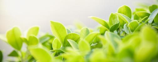 Close up of nature view green leaf on blurred greenery background under sunlight with bokeh and copy space using as background natural plants landscape, ecology cover concept. photo
