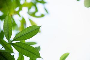 Close up of nature view green leaf with rain drop on blurred greenery background under sunlight with bokeh and copy space using as background natural plants landscape, ecology wallpaper concept. photo