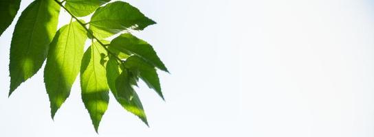 Close up of nature view green leaf on blurred greenery background under sunlight with clear sky and copy space using as background natural plants landscape, ecology cover concept. photo