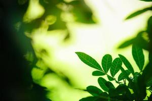 Beautiful nature view green leaf on blurred greenery background under sunlight with bokeh and copy space using as background natural plants landscape, ecology wallpaper concept. photo