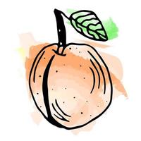 Imitation of watercolor paint. Bright and juicy apricot illustration, on a white background. eps 10 vector