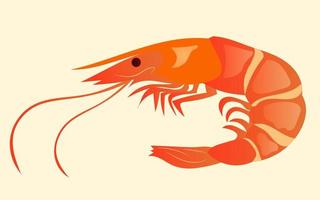 Appetizing and juicy shrimp isolated on the background. Tasty and healthy food. Japanese cuisine, illustration vector