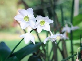 lirio amazónico, lirio eucharis, eucharis grandiflora, hermosas flores blancas de una planta tropical con hojas verdes que florecen en el jardín de verano foto