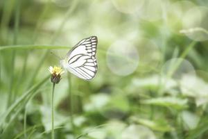 mariposa en flores silvestres en el campo de verano, hermoso insecto en la naturaleza verde fondo borroso, vida silvestre en el jardín de primavera, paisaje natural ecológico foto