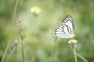 mariposa en flores silvestres en el campo de verano, hermoso insecto en la naturaleza verde fondo borroso, vida silvestre en el jardín de primavera, paisaje natural ecológico foto