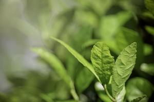 Beautiful green natural background, closeup of fresh green leaves under sunlight in early morning. Green leaf plant in sunshine, spring day morning wallpaper photo