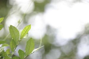 Beautiful green natural background, closeup of fresh green leaves under sunlight in early morning. Green leaf plant in sunshine, spring day morning wallpaper photo