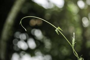 hermoso fondo natural verde, cierre de hojas verdes frescas bajo la luz del sol temprano en la mañana. planta de hoja verde bajo el sol, fondo de pantalla de la mañana del día de primavera foto