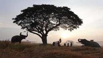 silueta de elefante en el fondo de la puesta de sol, elefante tailandés en surin, tailandia. foto