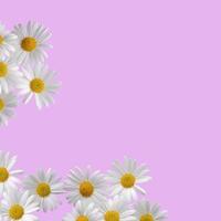 Chamomile flowers on a bright pink background frame photo