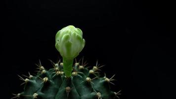 timelapse 4k. blommor blommar. kaktus, vit och mjuk grön gymnocalycium blomma, som blommar ovanpå en lång, välvd taggig växt som omger en svart bakgrund, lysande från ovan. video