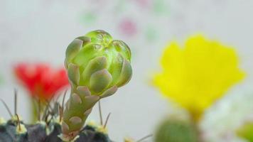 lapso de tiempo 4k. las flores están floreciendo. cactus, flor de gymnocalycium blanca y verde suave, que florece sobre una planta puntiaguda larga y arqueada que rodea un fondo negro, brillando desde arriba. video