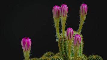 4 k lapso de tiempo rosa oscuro o rojo claro muchas flores de un cactus o cactus. grupo de cactus en una olla pequeña. invernaderos para cultivar plantas en las casas. disparando en el estudio de fondo negro. video