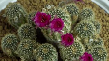 4k time-lapse donkerroze of lichtrood veel bloemen van een cactus of cactussen. klomp cactus in een kleine pot. kassen om planten in huizen te kweken. schieten in de studio zwarte achtergrond. video