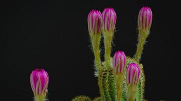 4 k lapso de tiempo rosa oscuro o rojo claro muchas flores de un cactus o cactus. grupo de cactus en una olla pequeña. invernaderos para cultivar plantas en las casas. disparando en el estudio de fondo negro. video