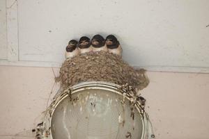 A family of swallow birds are sitting in a nest, the nest is on a street lamp. photo