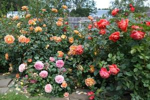 un gran arbusto de rosas brillantes, sobre un fondo gris, en el parque en un día soleado, foto