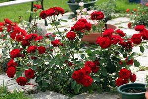 una rosa blanca, roja en el parque, grandes arbustos de hermosas rosas. foto