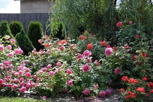 un gran arbusto de rosas brillantes, sobre un fondo gris, en el parque en un día soleado, foto