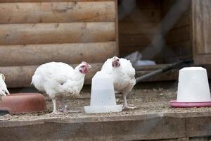 una gallina blanca se sienta cerca del comedero, un pájaro blanco en la granja, foto