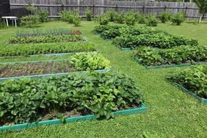 The beds are beautifully decorated on the garden plot, beds with potato batva, photo