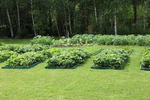 The beds are beautifully decorated on the garden plot, beds with potato batva,