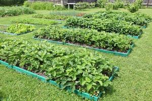 The beds are beautifully decorated on the garden plot, beds with potato batva, photo