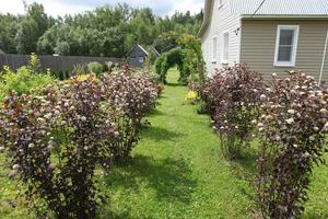 A garden plot for recreation, with beautiful yellow and brown bushes, with arches of grapes, and with a house sheathed with siding, photo